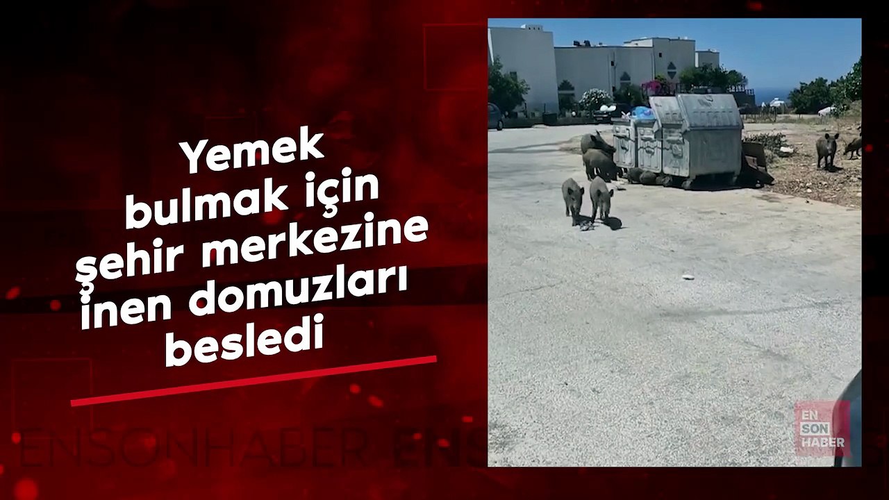 Yemek bulmak için şehir merkezine inen domuzları besledi