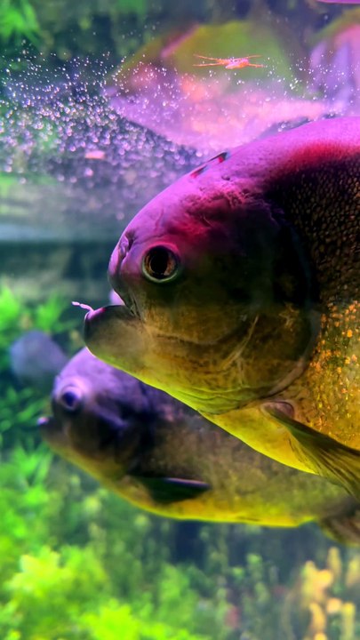 TORTUE NEZ DE COCHON à l'aquarium