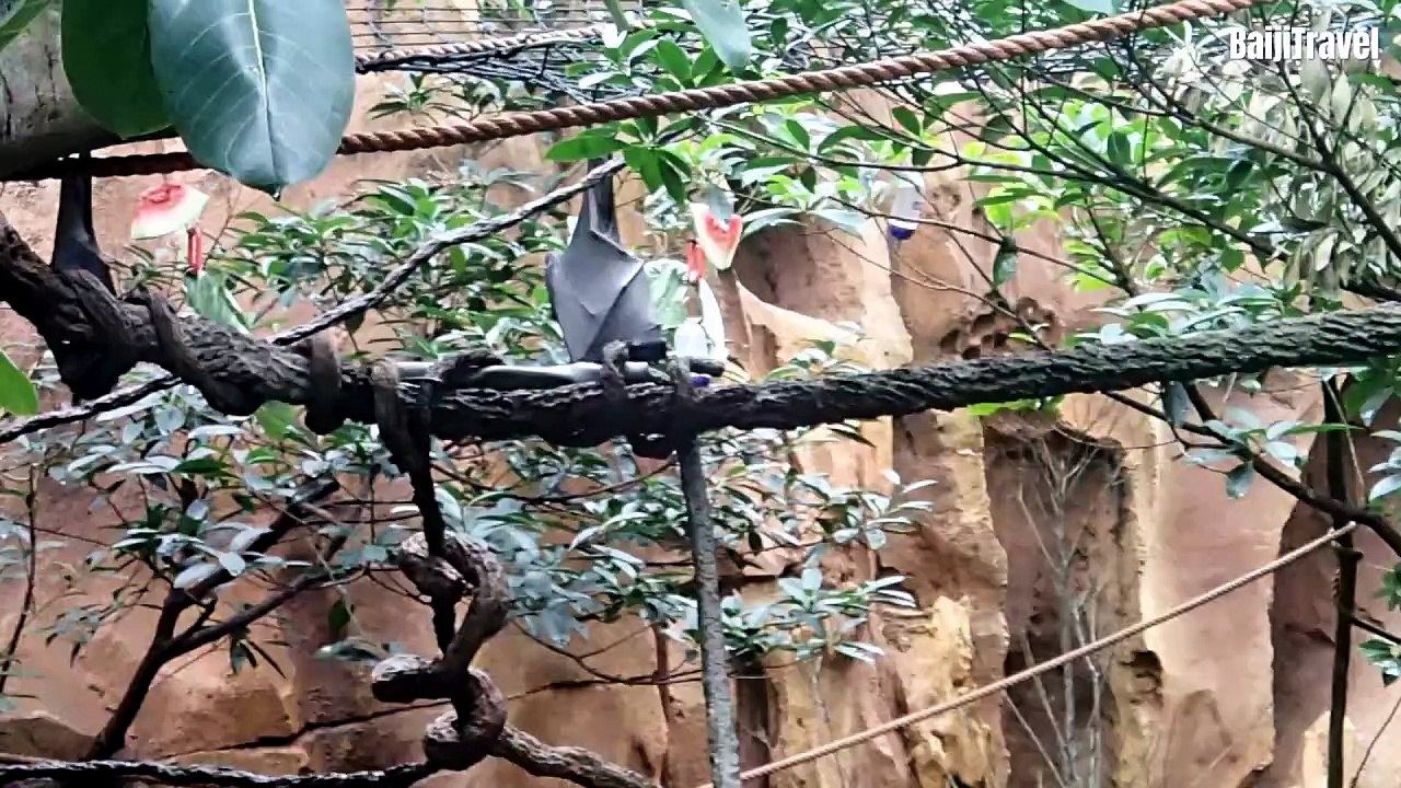 Disney Animal Kingdom Clips (c. 2012)