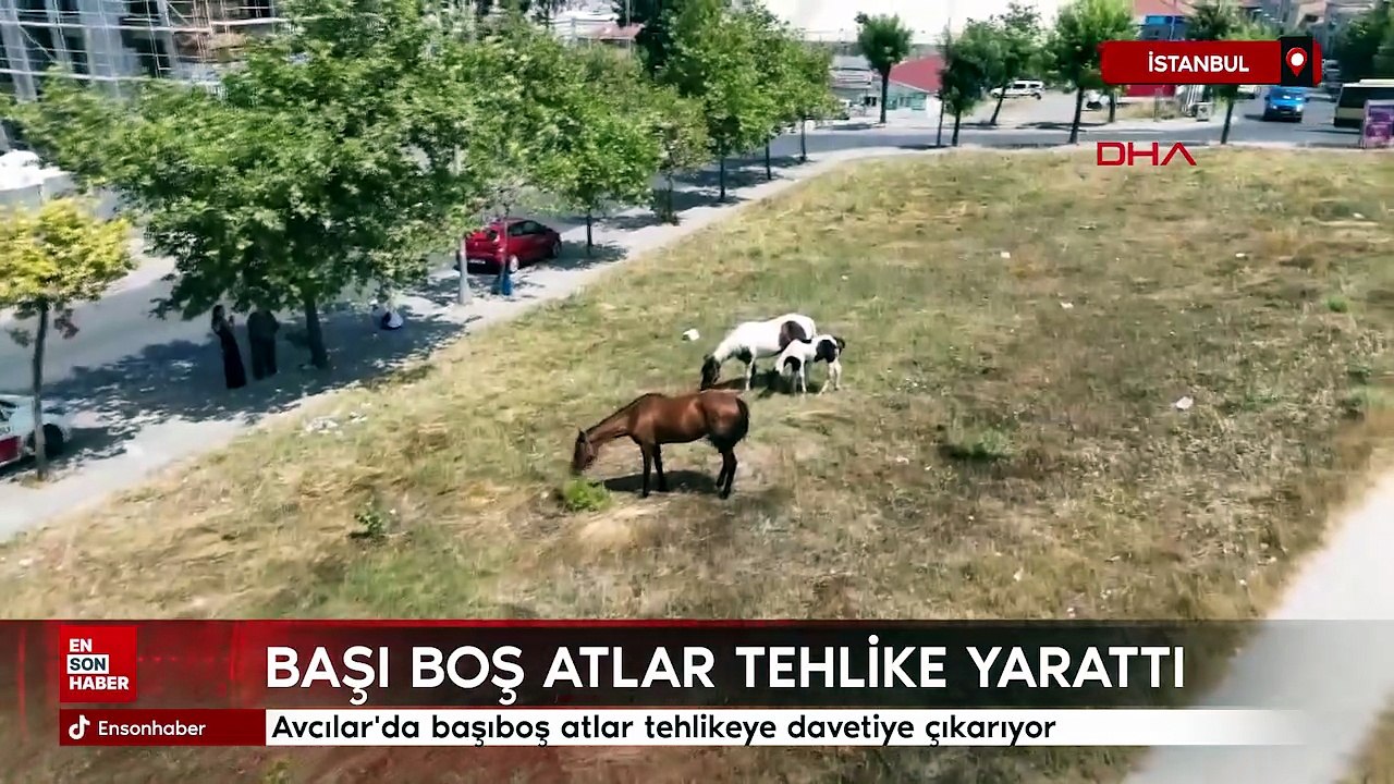 İstanbul Avcılar'da başıboş atlar tehlikeye davetiye çıkarıyor