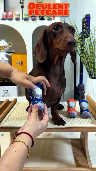 Dog Shoes for Small Dogs – Soft Sole & Breathable Paw Boots