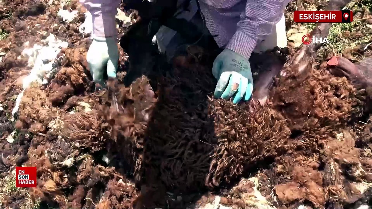 Erzurum'da değerli kuzu yünleri elde kaldı