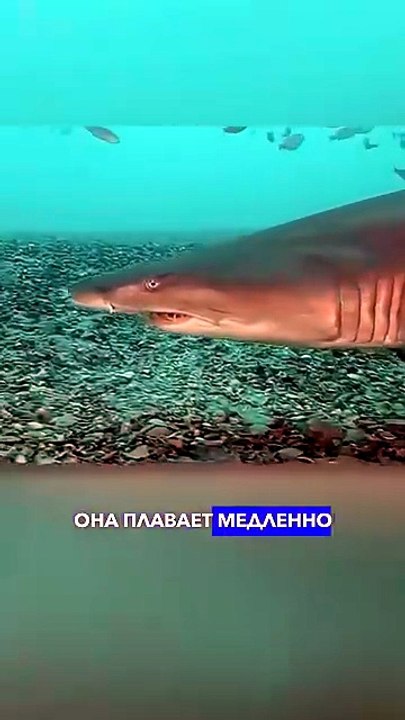Los tiburones más interesantes