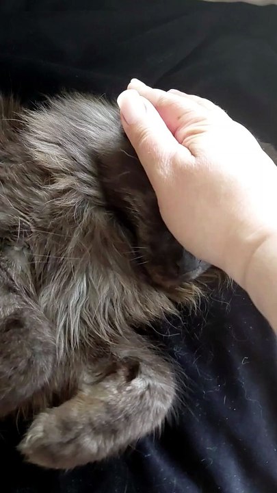 Everyone loves small pleasures :) #cats #funnycats #catlovers