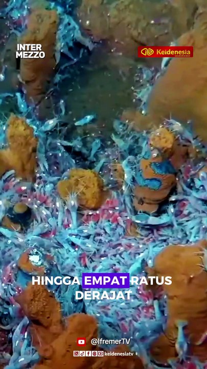 Rimicaris Hybisae, Udang ‘Anti Panas’ dari Laut Karibia