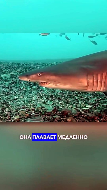 The Most Fascinating Sharks 🦈