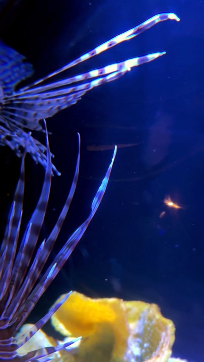 HIPPOCAMPE tête en bas à l'aquarium