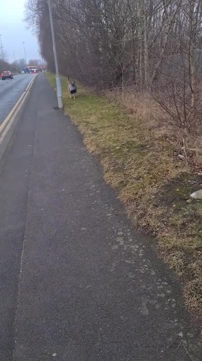 Belgian Malinois Proudly Carries Bin in His Mouth During Walk