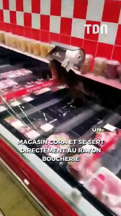 Un chat entre dans un magasin Cora et se sert directement au rayon boucherie