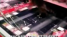 Un chat entre dans un magasin Cora et se sert directement au rayon boucherie