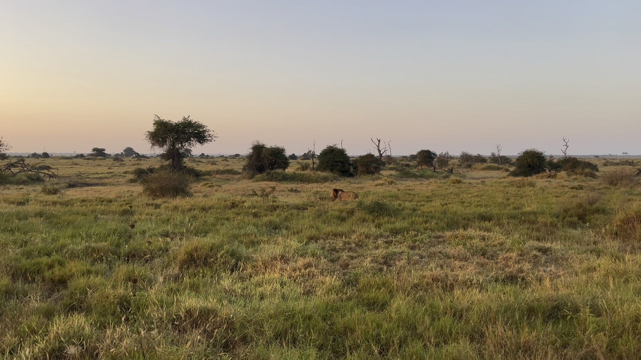 Lion in Kruger National Park, South Africa.