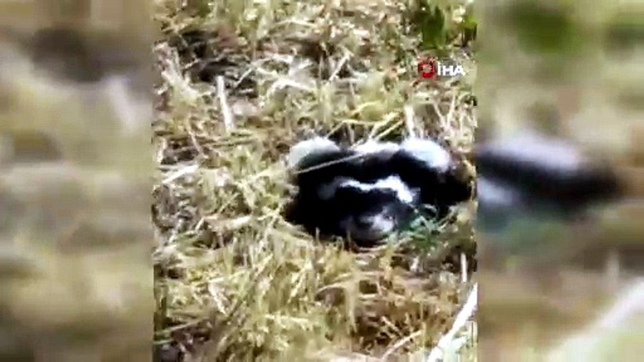 Nesli tükenme tehlikesiyle karşı karşıya olan 'Alaca sansarı' görüntüledi