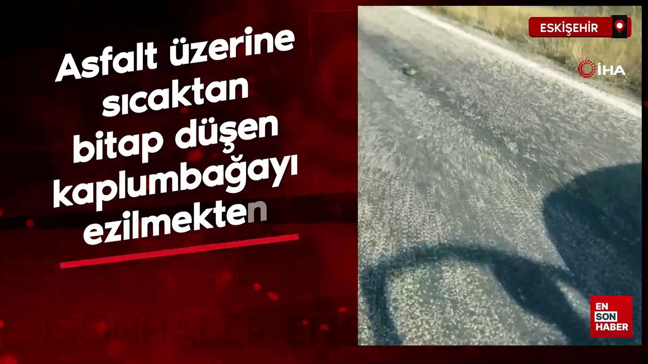 Eskişehir'de asfalt üzerine sıcaktan bitap düşen kaplumbağayı ezilmekten kurtardı