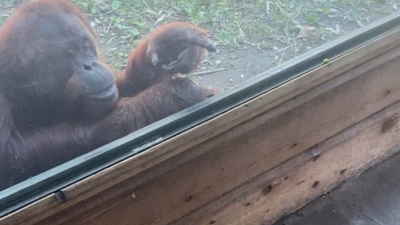 Hilarious Orangutan Demands Snacks from Family's Wagon