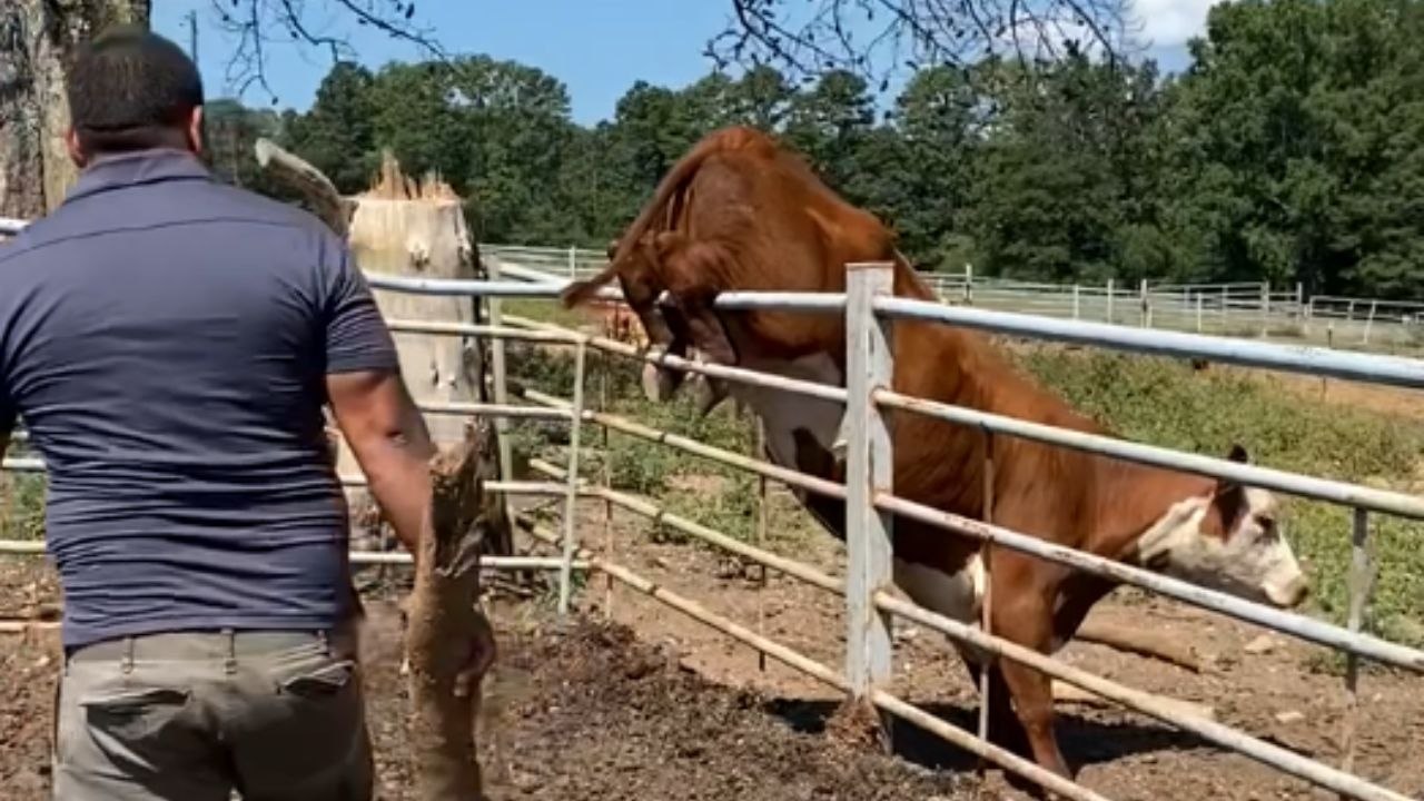 Urgent Rescue: Tractor Aids in Freeing Cow Stuck After Fence Jump