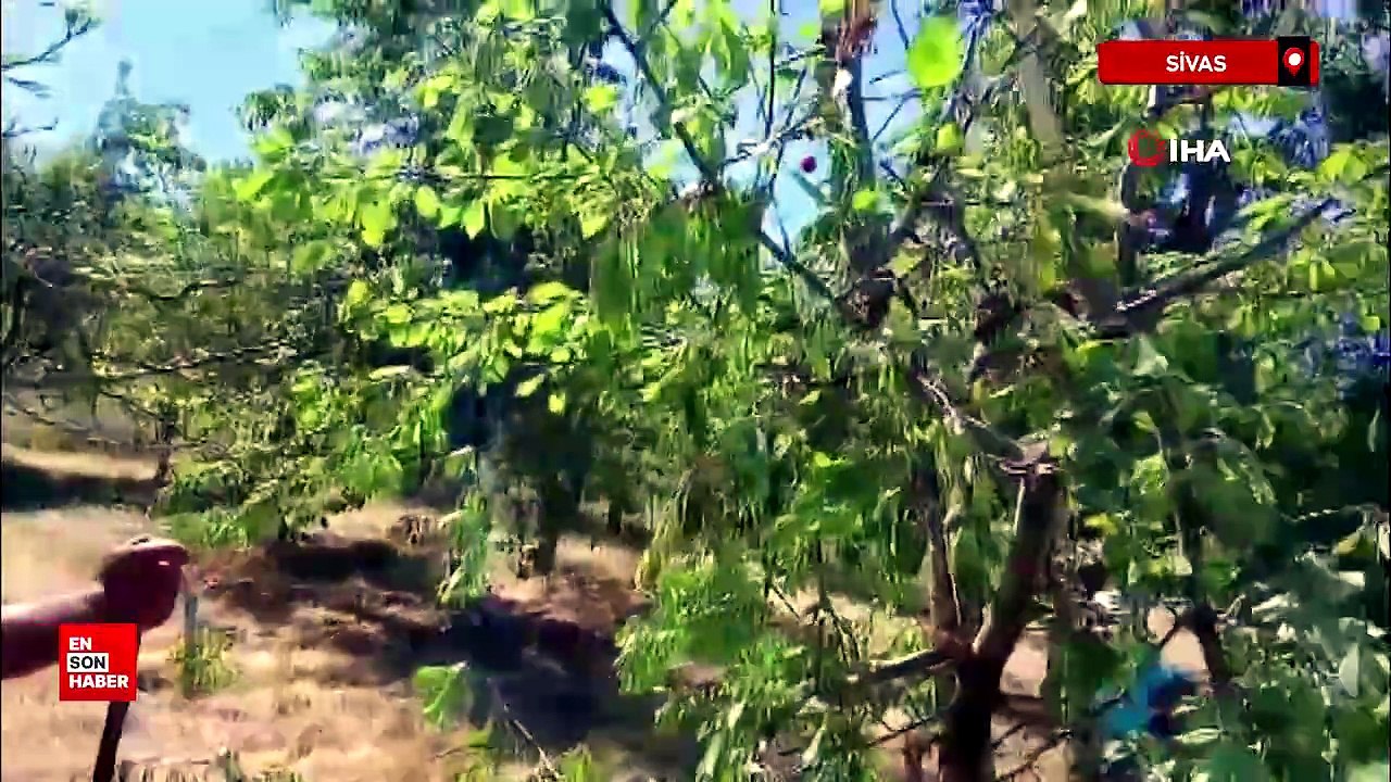 Sivas’ta bozayılar meyve bahçelerine dadandı