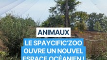 800 m² d'immersion totale en Océanie : découvrez la grande nouveauté de l’été dans ce zoo situé aux portes du Mans !