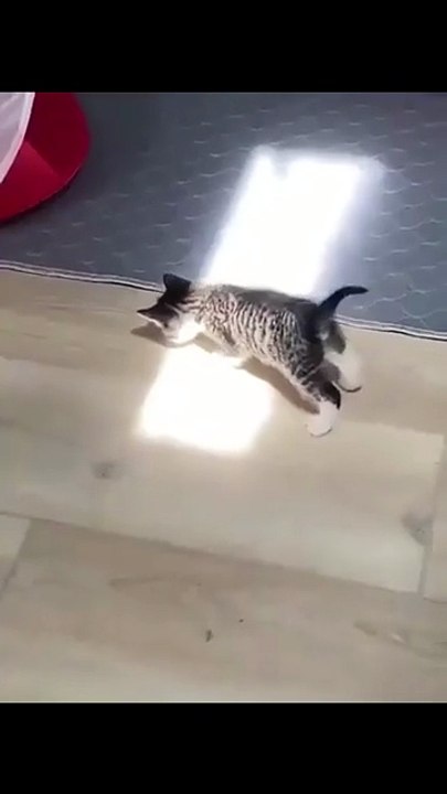 Kitten is confused by sunlight 🥹❤️