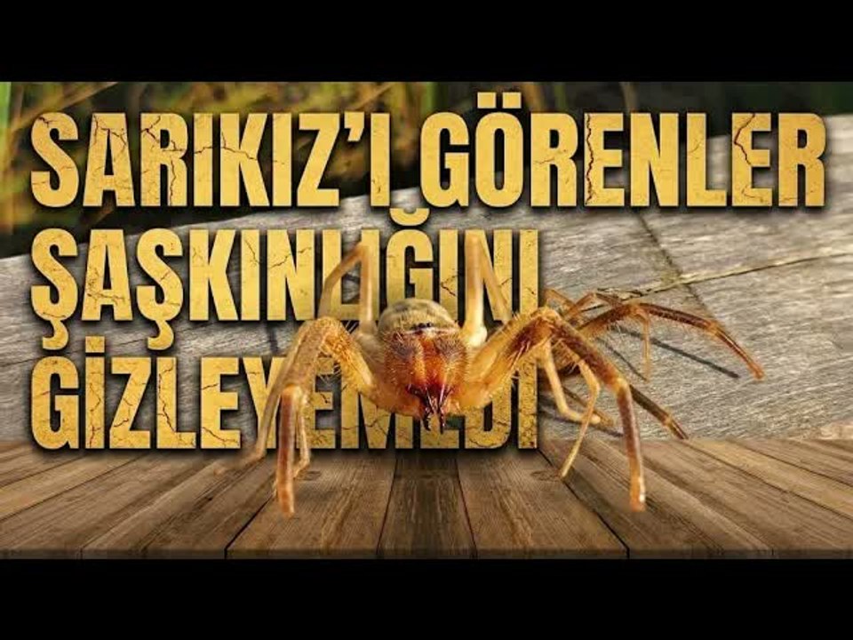 Erzurum'da dev Sarıkız paniği: Görenler hayretini gizleyemedi
