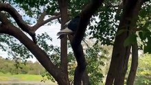 Rock dove on the tree
