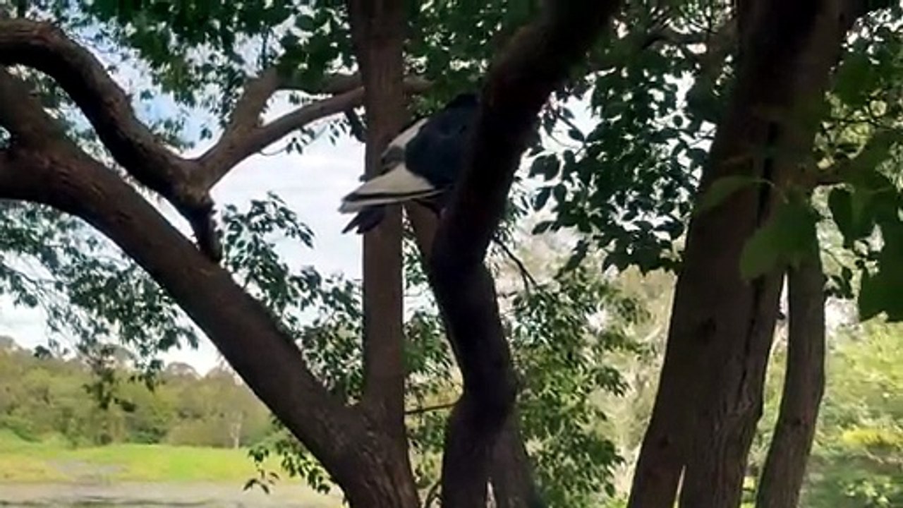 Rock dove on the tree
