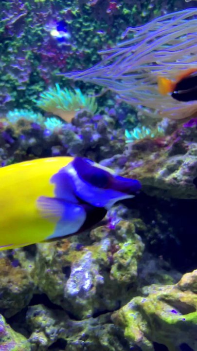 LA VIE SOUS-MARINE et ses couleurs