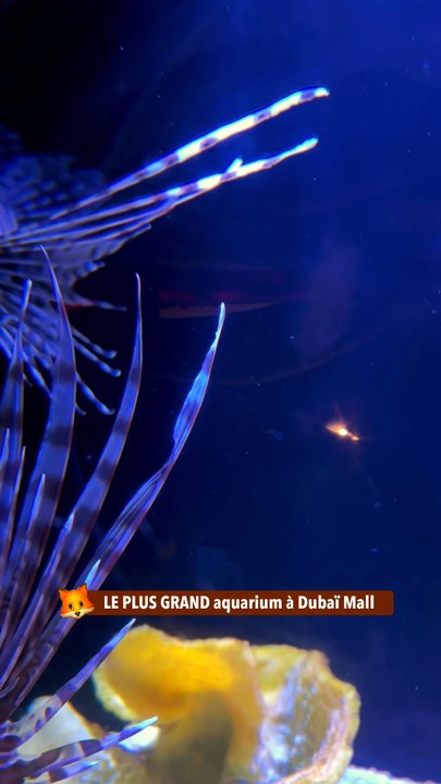 LE PLUS GRAND aquarium à Dubaï Mall