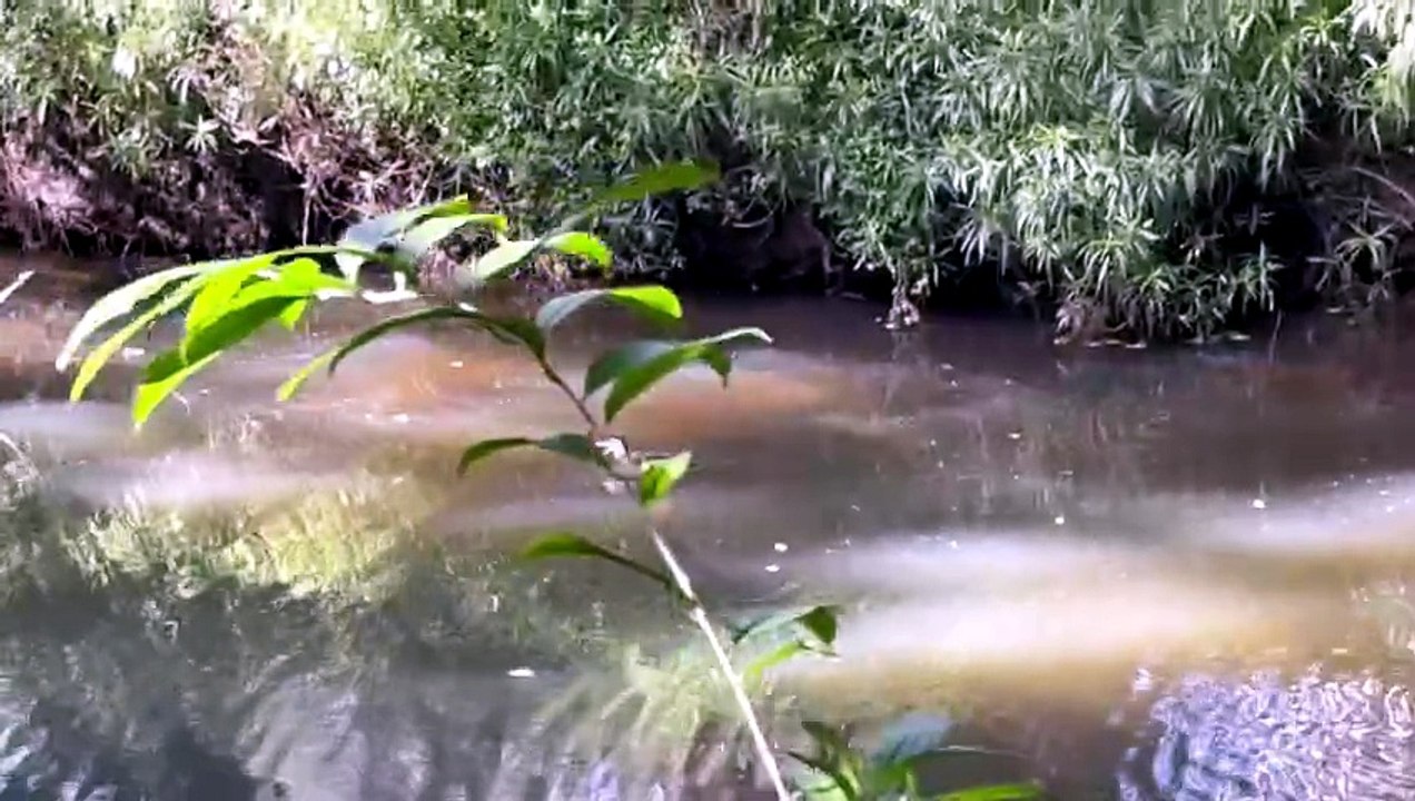 Pacific black duck on the creek