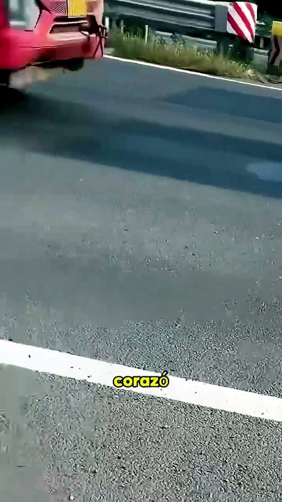 Duck_fell_from_car.