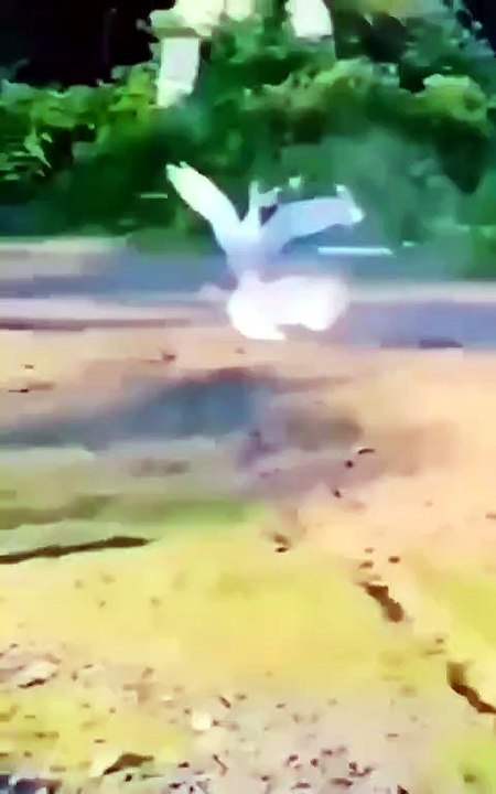 ¡La_hilarante_escena_de_un_pato_cantando_después_de_una_patada_de_caballo!_🐴_#humor