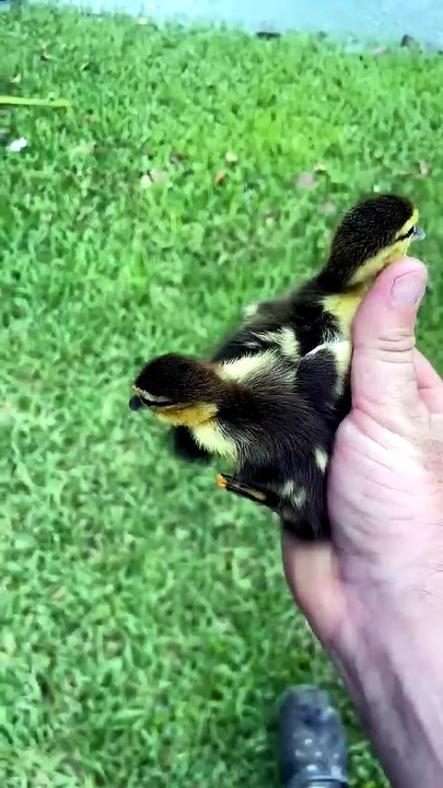 When_Saving_Ducks_Goes_Awry____Viral
