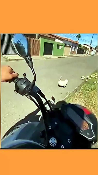 Mother_Duck_Asks_for_Help🥺🦆