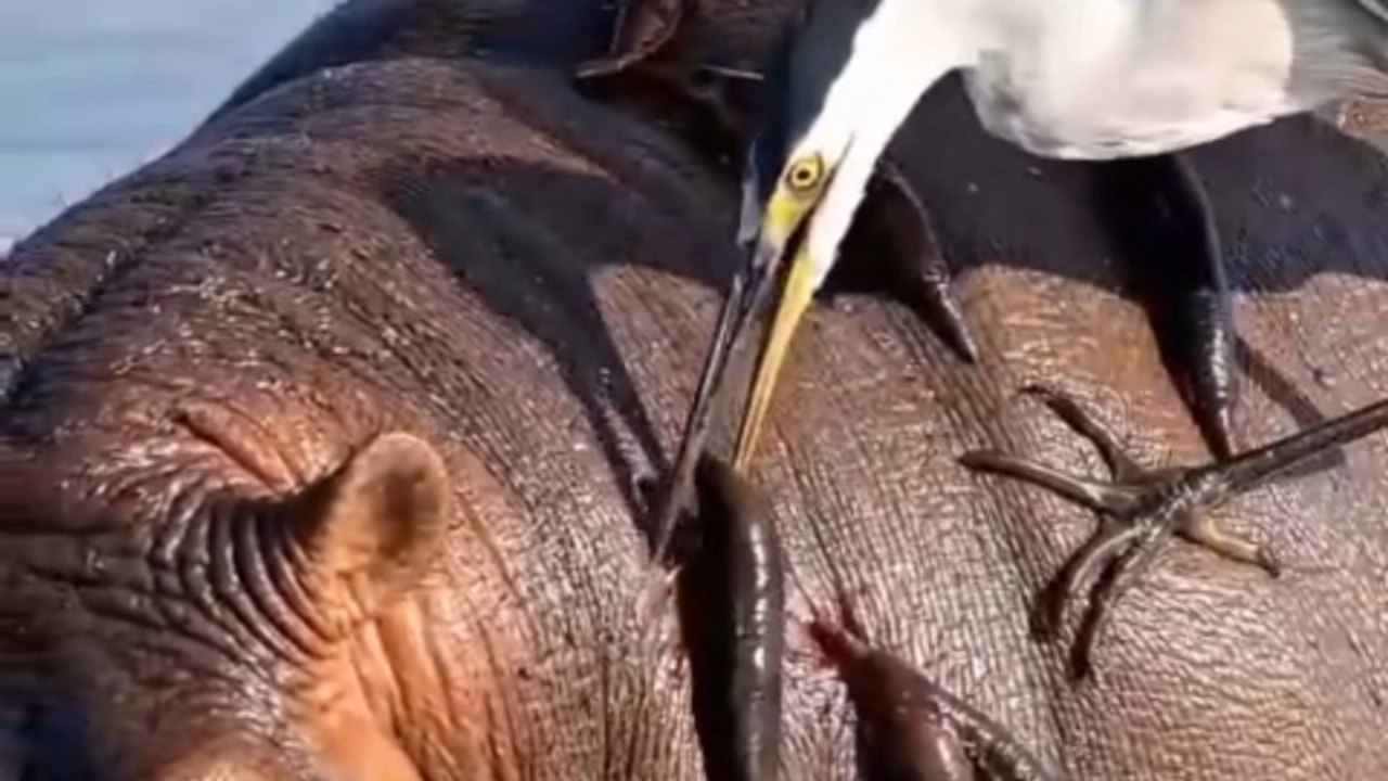 "These tiny birds are helping this massive hippo... 🐦✨"