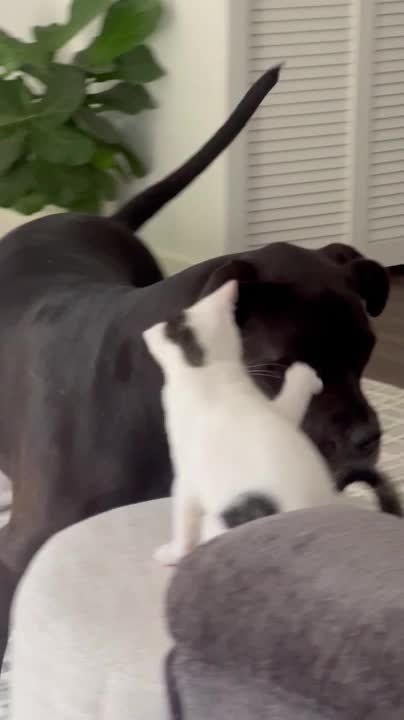 Rescued Kitten Happily Plays With Mastiff