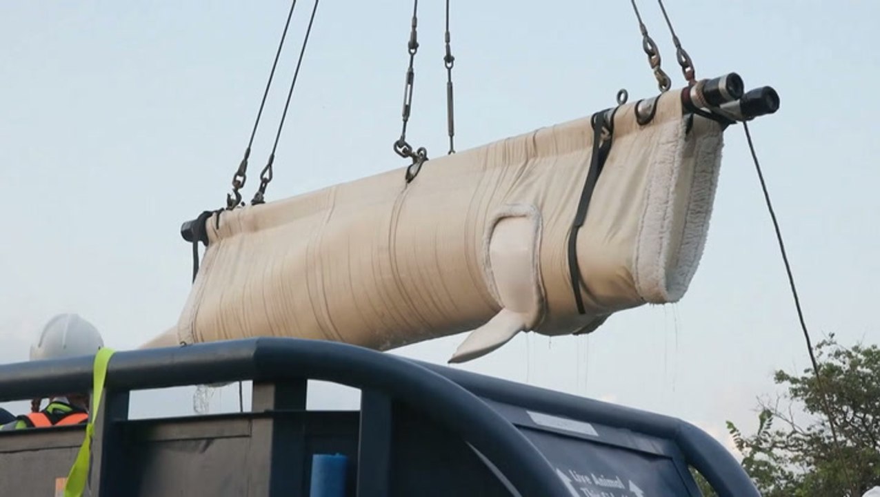 Beluga whales airlifted to new US homes after former marine park closed down