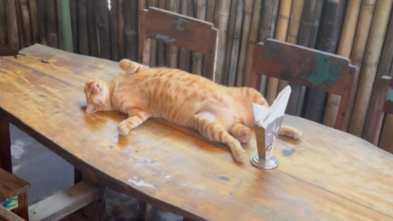 Cat Makes Itself At Home On A Cafe Table