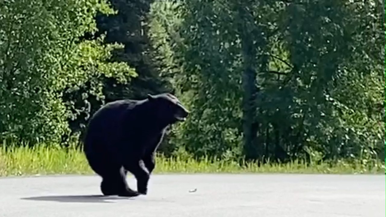 Distressing Scene: Injured Black Bear on Road in Alaska
