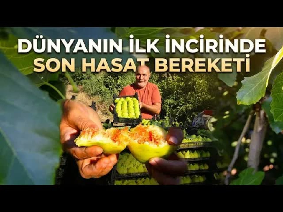Dünyanın Peşinden Koştuğu Yediveren İnciri Bu Topraklardan Çıkıyor
