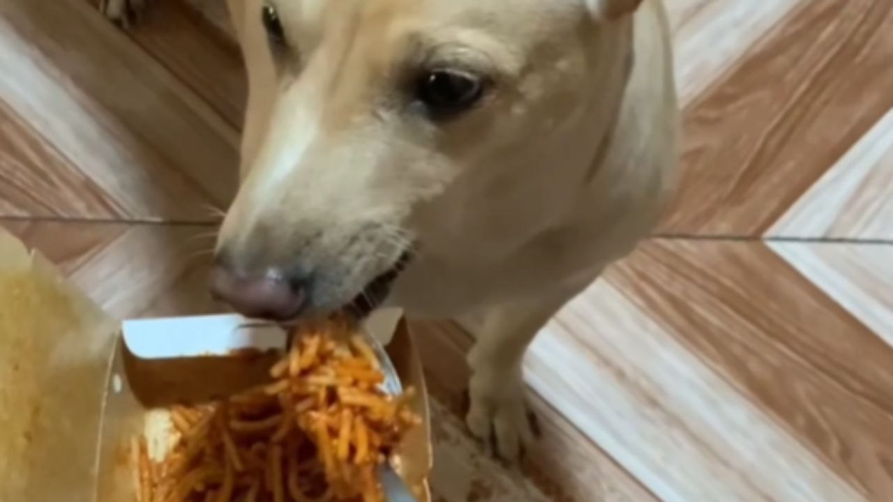 Dog Waits Calmly As Each Bite Is Served