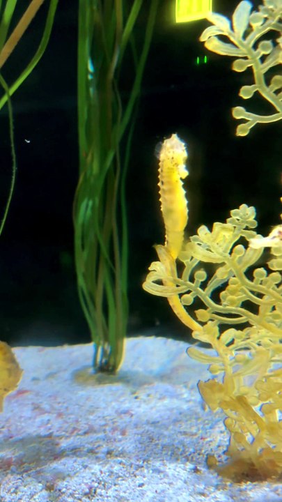 OBSERVATION des hippocampes à Dubaï