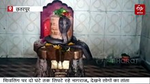 शिव मंदिर में नागराज की 2 घंटे शिव आराधना, पिंडी पर फन फैलाये बैठे रहे, देखें वीडियो