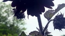 Black Sunflower plant lover