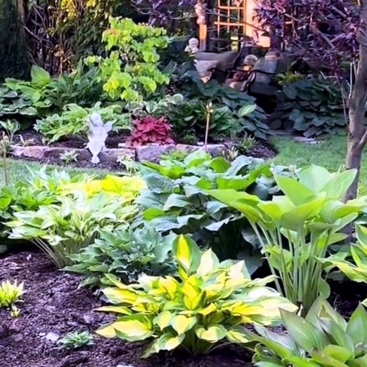Hostas Shade-Resistant Perennial Plants, Unique Leaf Color Comb