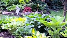 Hostas Shade-Resistant Perennial Plants, Unique Leaf Color Comb