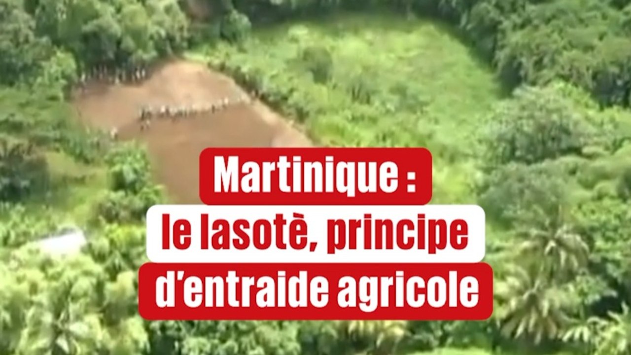 Martinique : le lasotè, principe d'entraide agricole