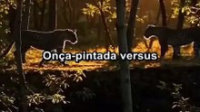 Onça-pintada vs Leopardo Quem vence esse duelo selvagem