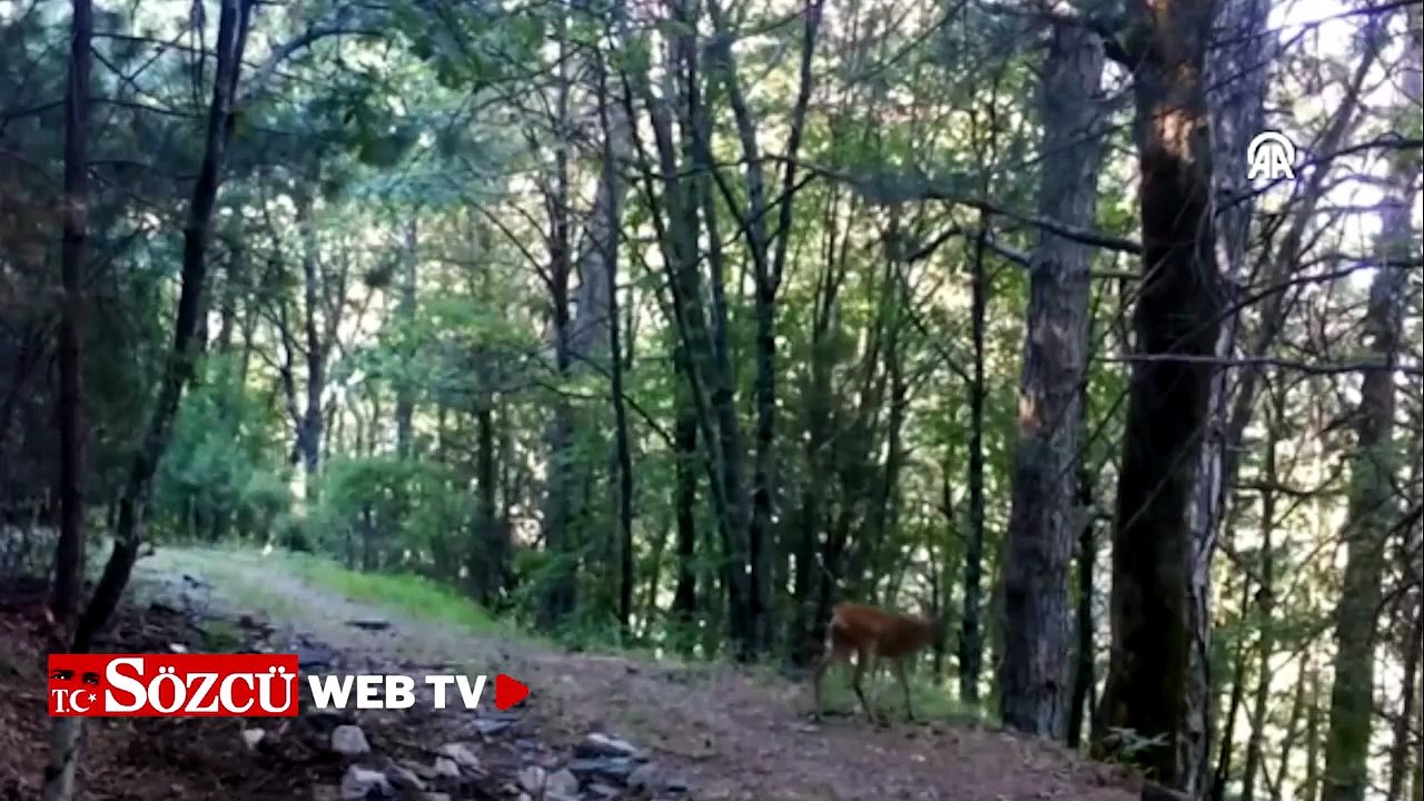 Kazdağları'nda karaca fotokapana yakalandı