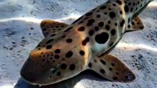 Speckled Carpet Shark