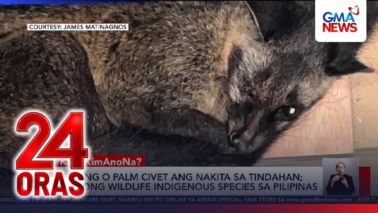 Hayop na inakalang pusa, namataang nakasuksok sa isang tindahan | 24 Oras