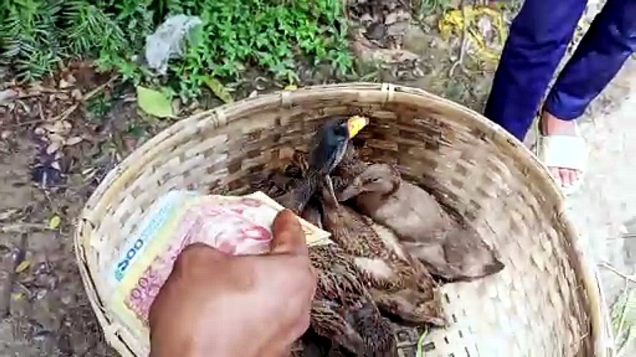হাঁসের দাম ২০২৬ কেমন | হাঁস মুরগির বাজার দর বগুড়ায়